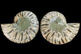 Agatized Ammonite Fossil - Madagascar #145990-1